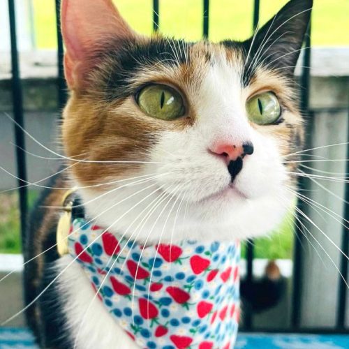 Berry Bramble Cat Model Bandana thepurrrfectsisters July 2024