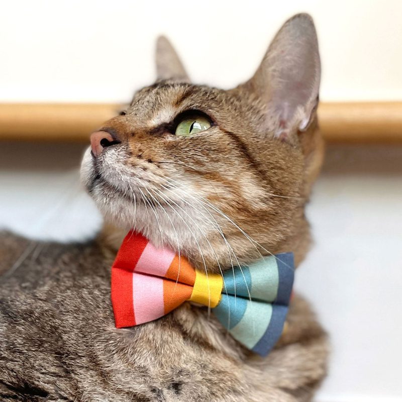 Carousel Bow Tie CatModel