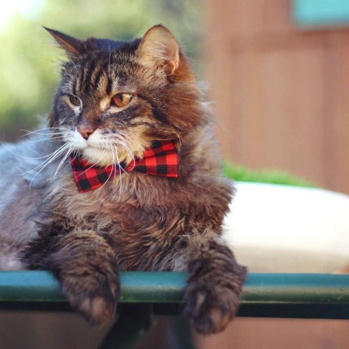 Cozy Cabin Cat Model Jackapotamus Rex