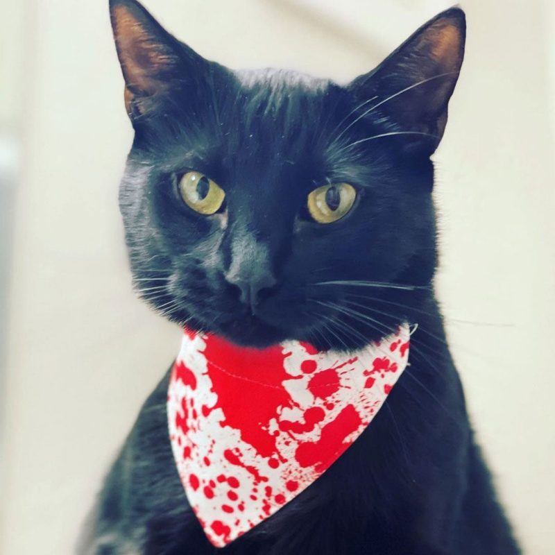 Dexter Bandana Cat 1080 fc8d271b 2b73 4446 b16c 794010d718eb