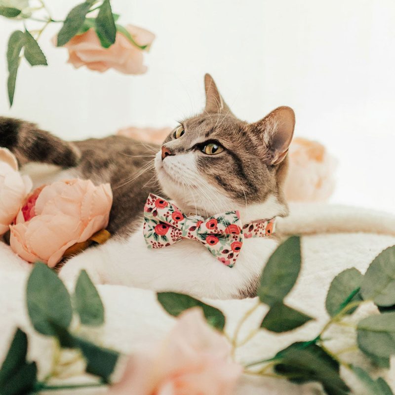 Juliet Cat Model Jinx Bow Tie