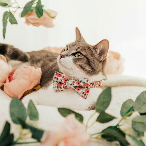 Juliet Cat Model Jinx Bow Tie 673584f9 1d3d 4506 bc69 3e8d31b3e6d0