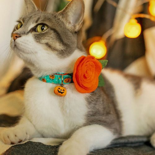 PartyPumpkins CatModel Flower PumpkinBell crop