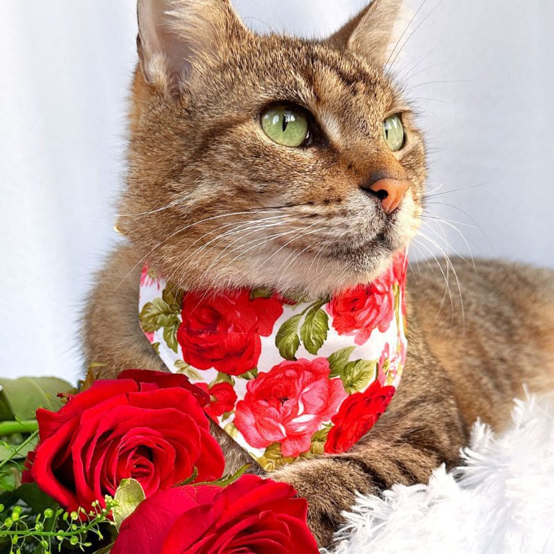 Roses Bandana CatModel Cosmo a317f21a bf0b 4197 b045 4f831ce77d03