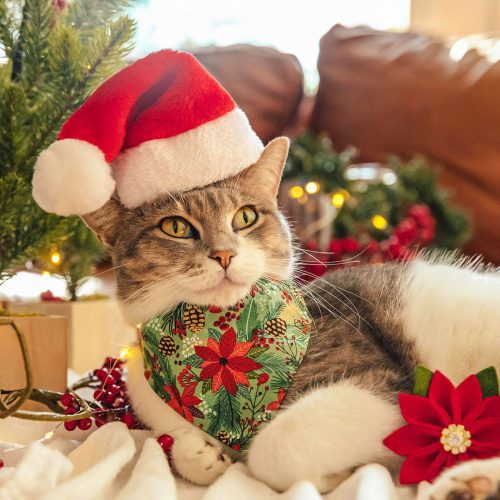 RusticChristmas CatModel Bandana PetSantaHat