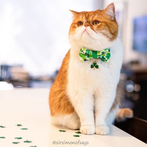 ShamrockSpirit BowTie ShamrockCharm1 sirsimonofsays crop