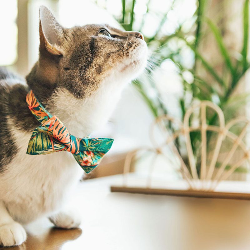 Tropicalia CatModel BowTieCollar