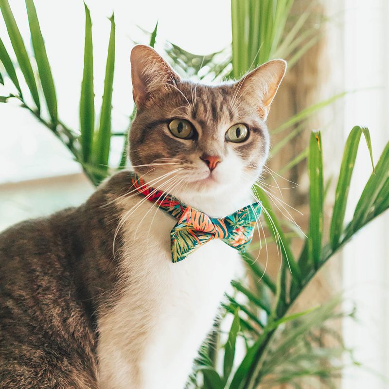 Tropicalia CatModel BowTieCollar2