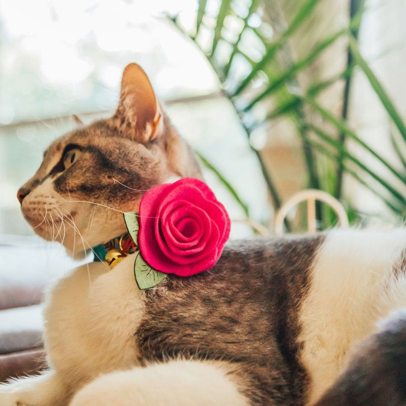 Tropicalia CatModel FlowerCollar