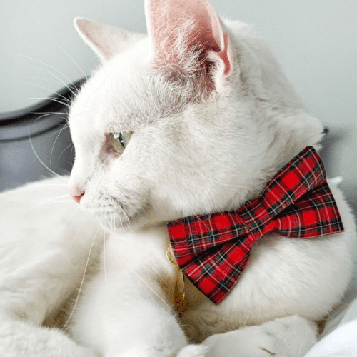 Bow Tie Cat Collar Set - "Hearthside" - Red Tartan Plaid Collar + Matching Detachable Bow Tie