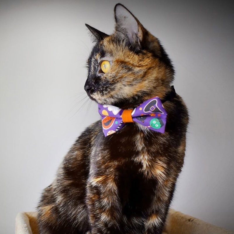 Witches Brew Bow Tie Cat Model